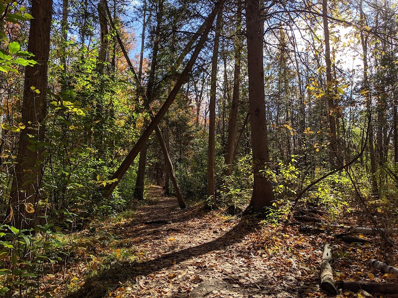 Jack Pine Trail
