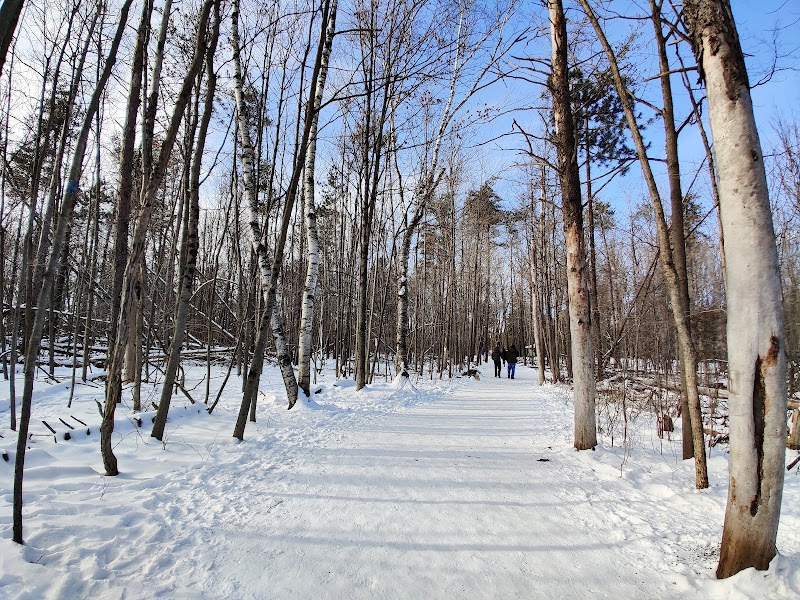 Jack Pine Trail
